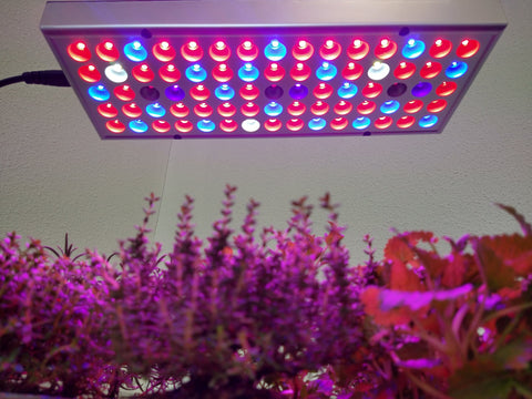 Moreel onderwijs Gevoelig Ampère Dit moet je weten over LED groeilampen – Het LED Warenhuis