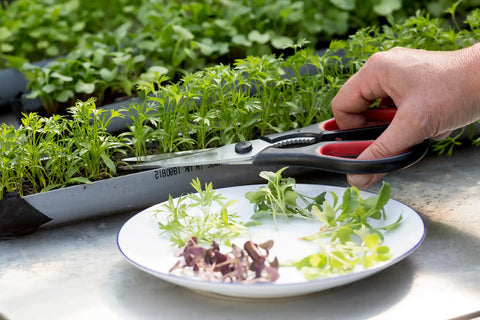 Microgroennes de récolte