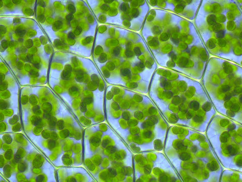 Cellules d'une plante