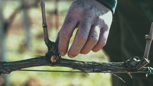 Travaux de la vigne en mars