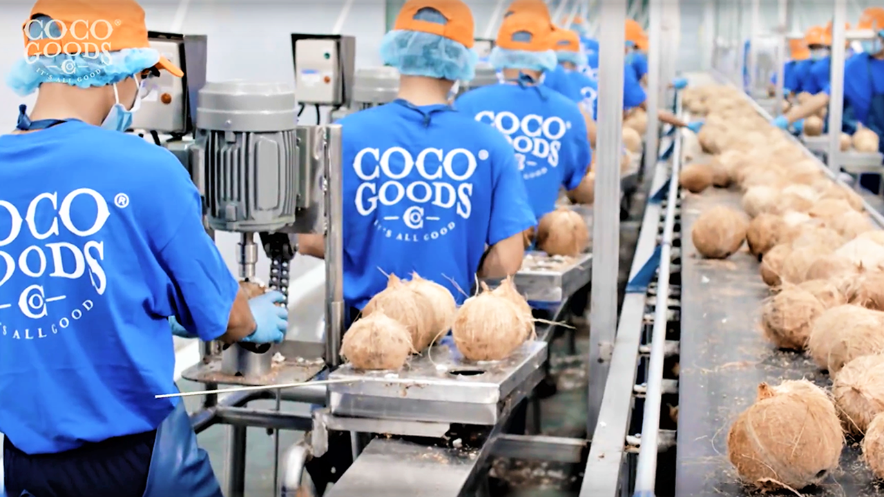 Coconut Water Collection Inside CocoGoods Factory