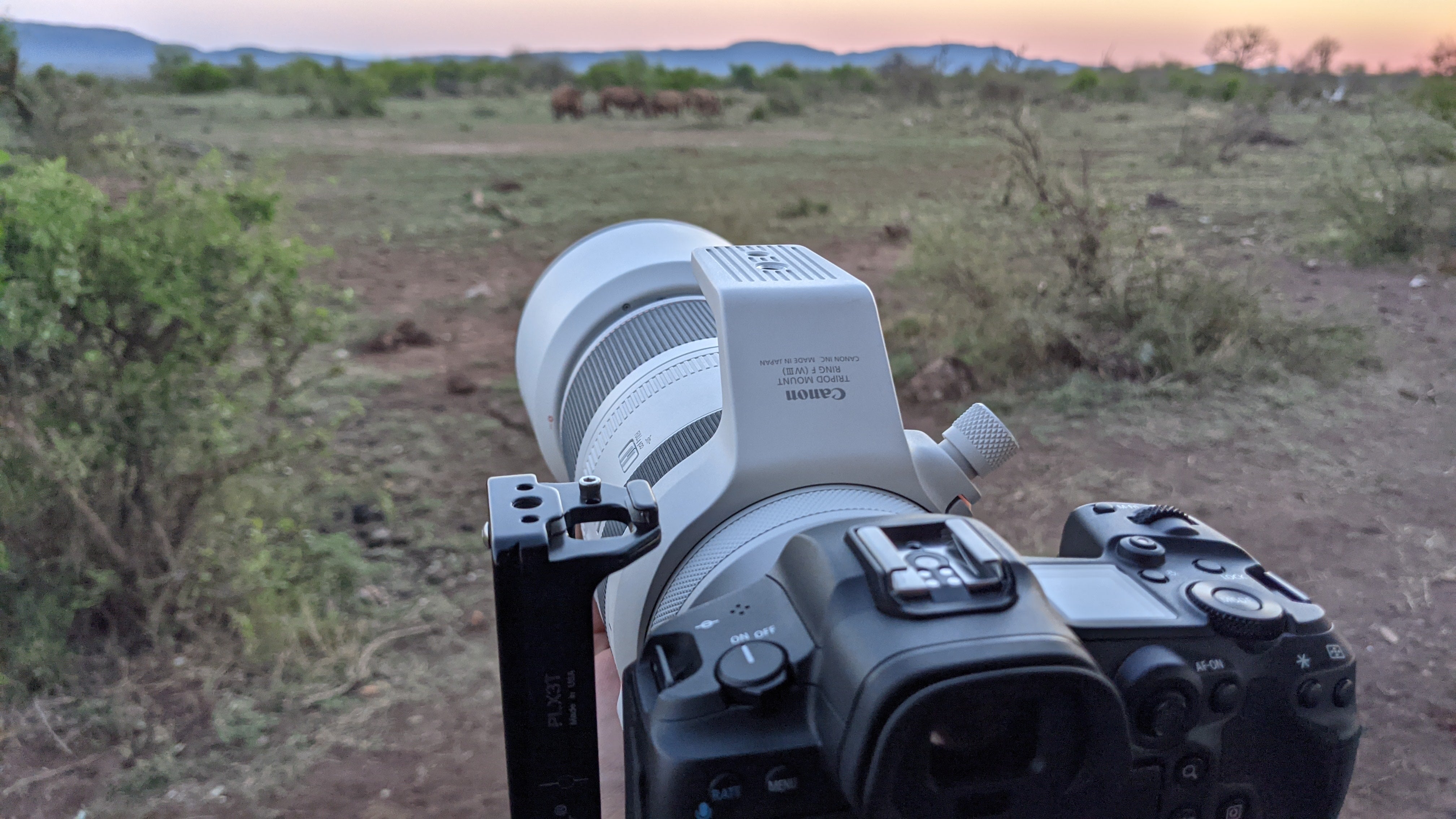 Canon EOS R5 safari shoot