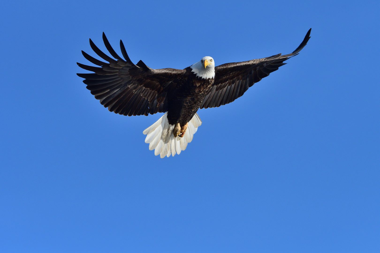 Eagle in flight