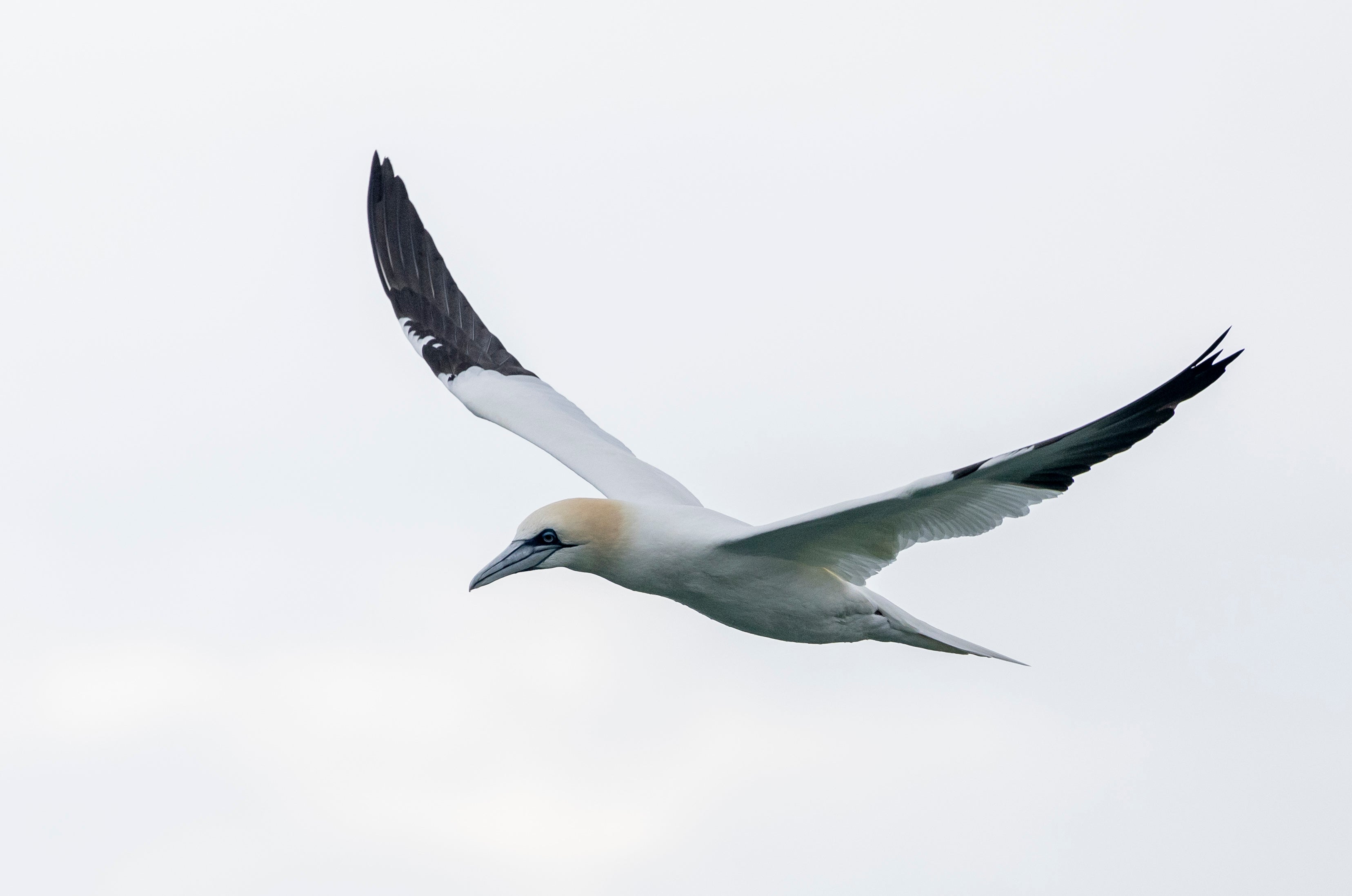 Shooting Northern Gannet with the R5