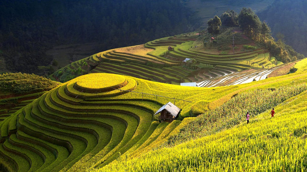 Rice fields by Thanhoa Tran | Pexels