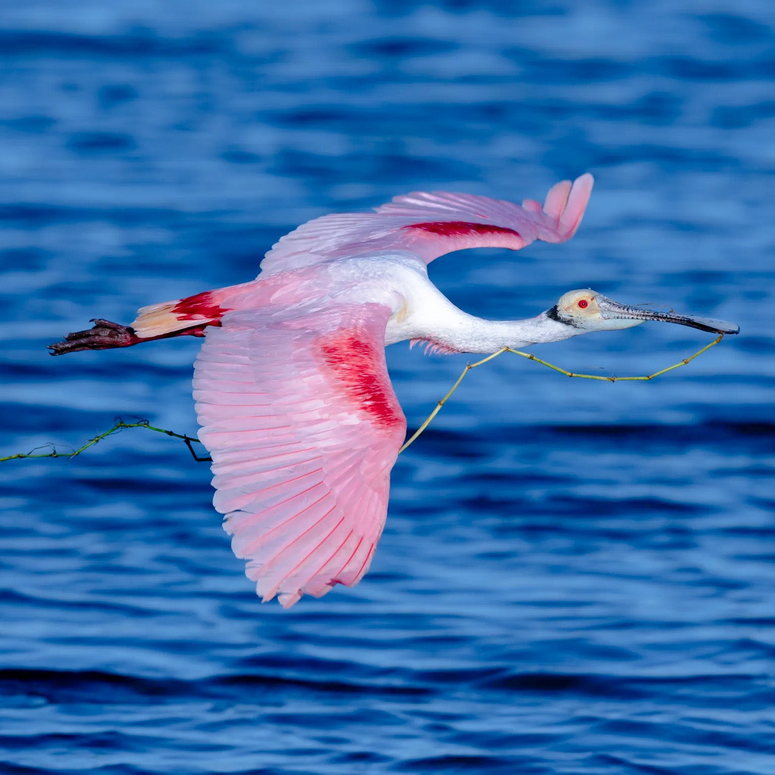 Roseate Spoonbill