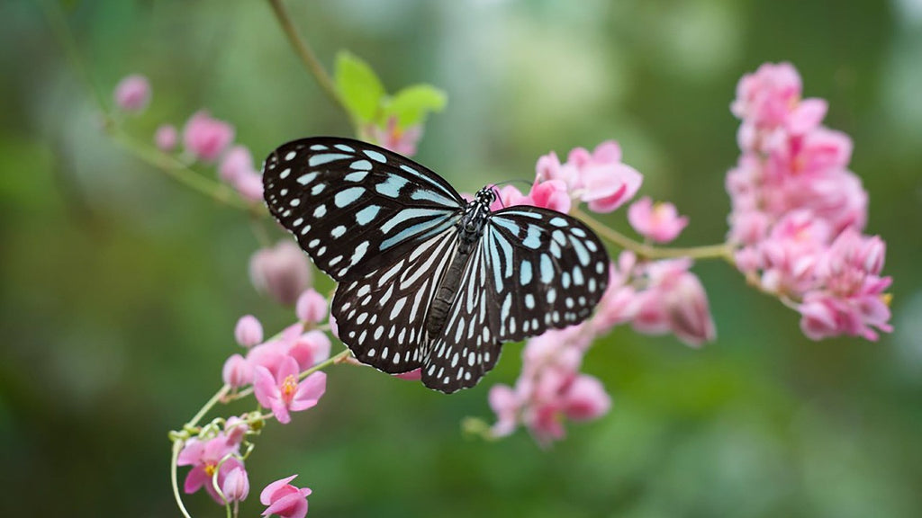 Butterfly, shallow depth of field by Yulia | Pexels