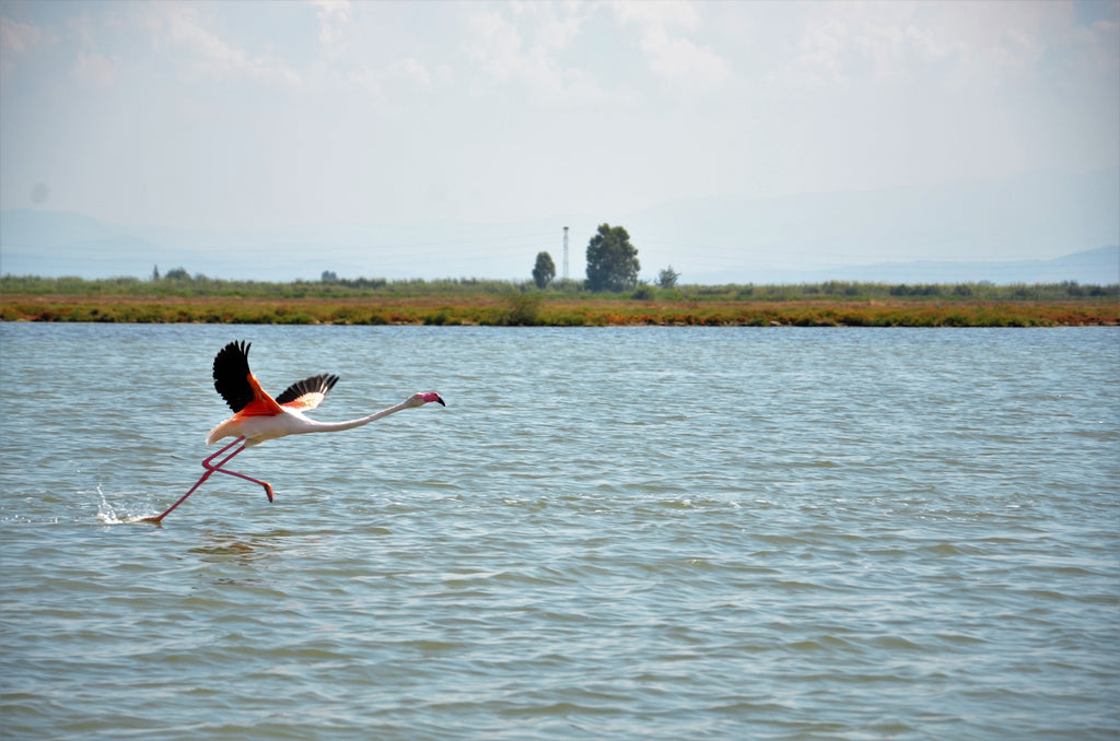 Bird flying over water by Awsde Were | Pexels