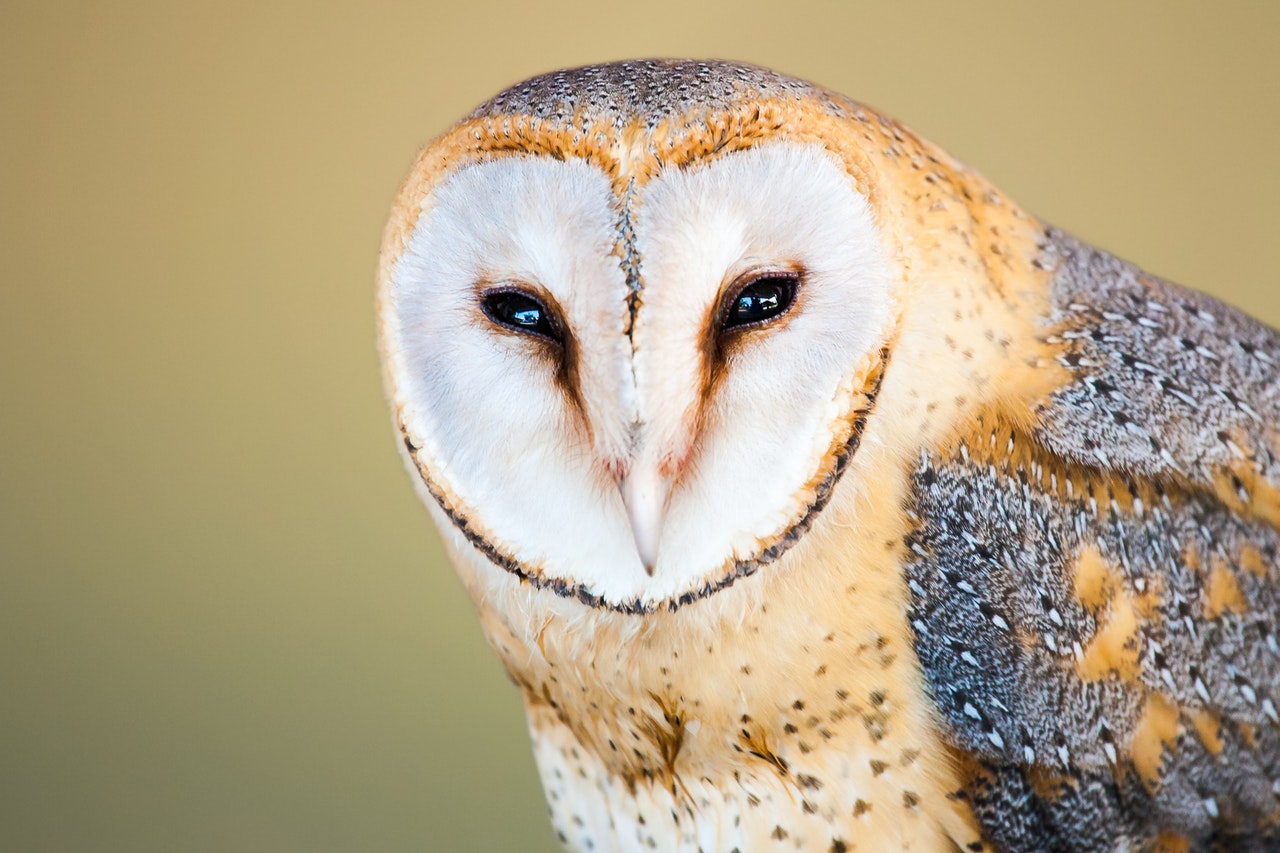 Gray Barn Owl by  Jean van der Meulen | Pexels