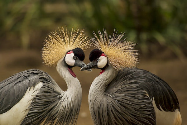 2 Grey and Black Birds