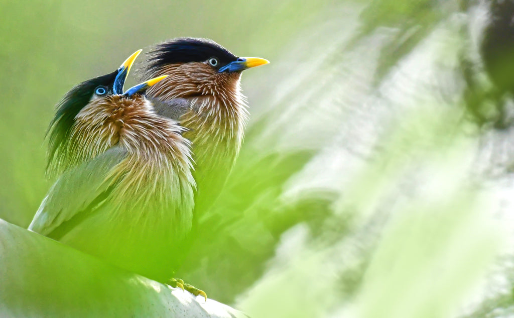 Birds perched on tree branch by Rajukhan Pathan | Pexels