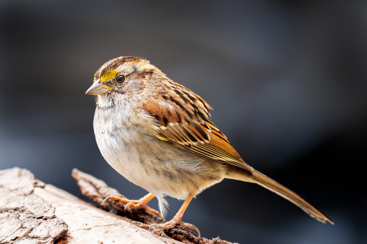 Perched sparrow by Skyler Ewing