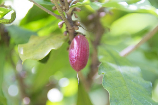 味覚修飾植物 ミラクルフルーツ苗➕果実５個 植物 | www.vinoflix.com