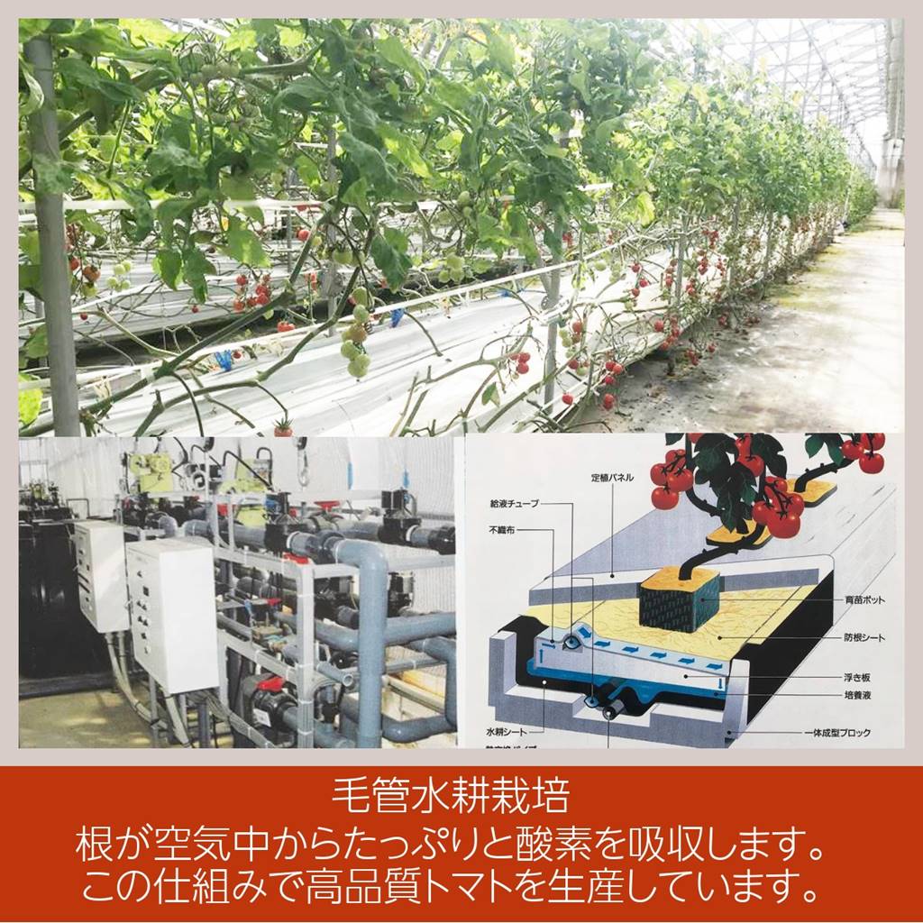 中玉トマト 約1 8ｋｇ 450ｇ ４袋 福島県白河市 にこやか産直アーケード