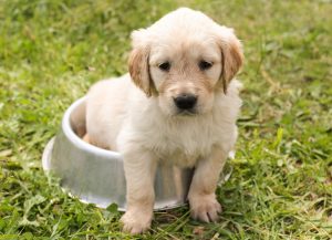 How-to-take-care-of-your-puppy