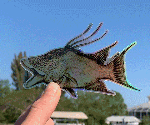 hogfish holographic decal