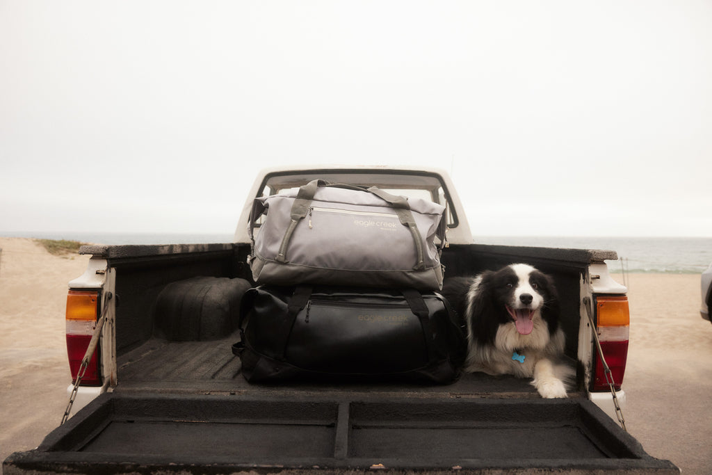 A border collie lounges in the bed of a pickup truck with Migrate Duffels