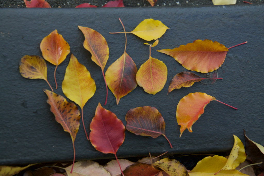 Autumn leaves, these are from the ornamental pears 