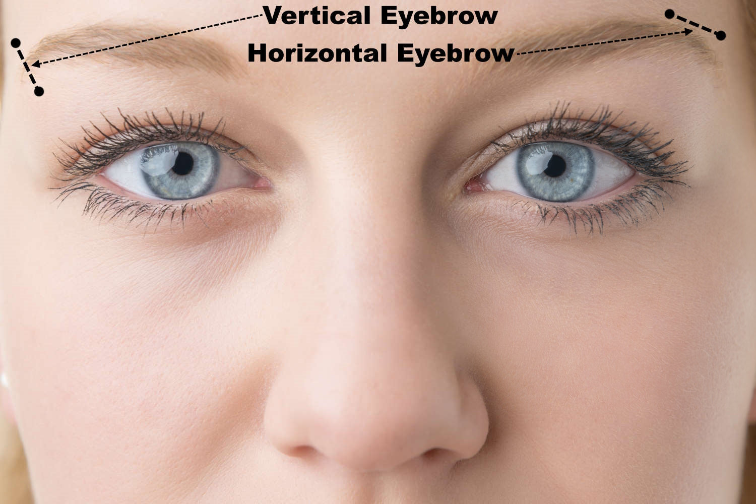 The locations on a woman's face diagram of the horizontal and vertical eyebrow piercings.