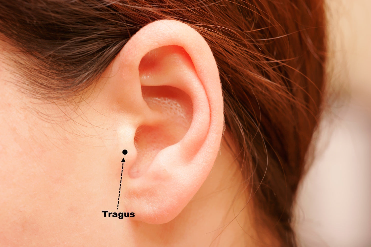 The location of the tragus piercing shown on a diagram of a woman's ear.