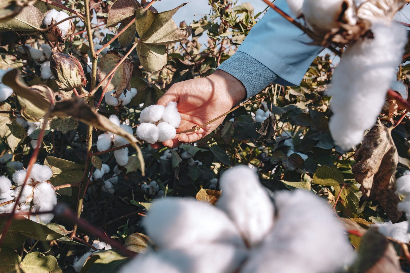 Person harvesting Peruvian Pima cotton from a bush