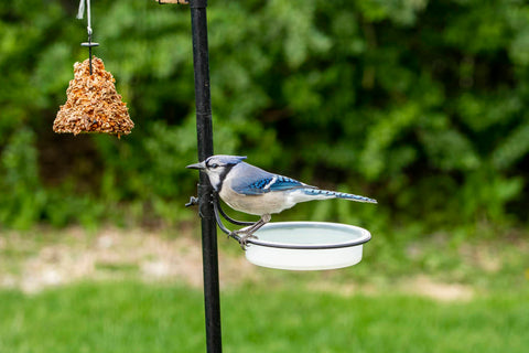 bird on a bird feeder