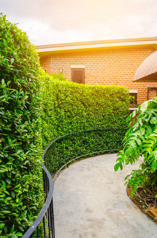 hedge for privacy