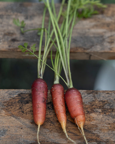 Carrot Rouge Sang