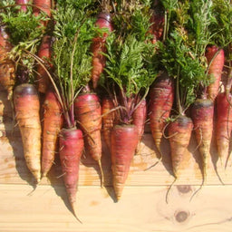 Wortel Rouge Sang Biologisch - Feggies