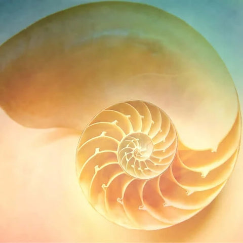 bava di lumaca snail secretion filtrate