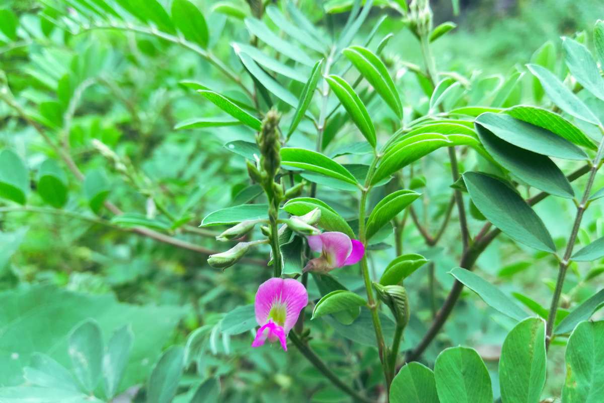 tephrosia purpurea