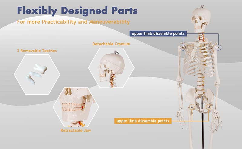 70.8 inch Life Size Human Skeleton Model for Anatomy