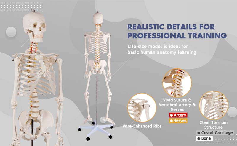 70.8 inch Life Size Human Skeleton Model for Anatomy