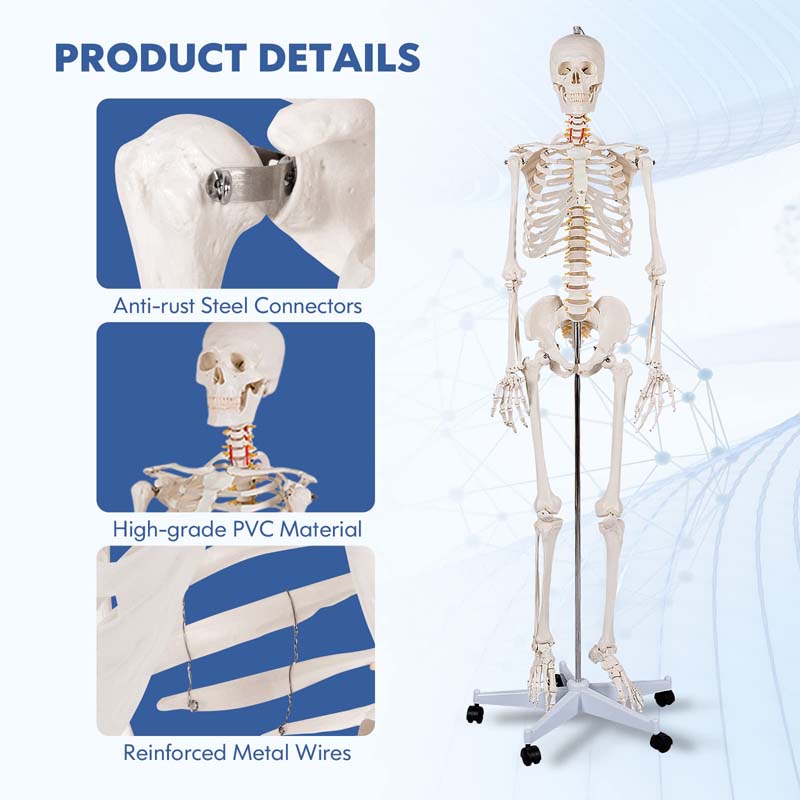 70.8 inch Life Size Human Skeleton Model for Anatomy