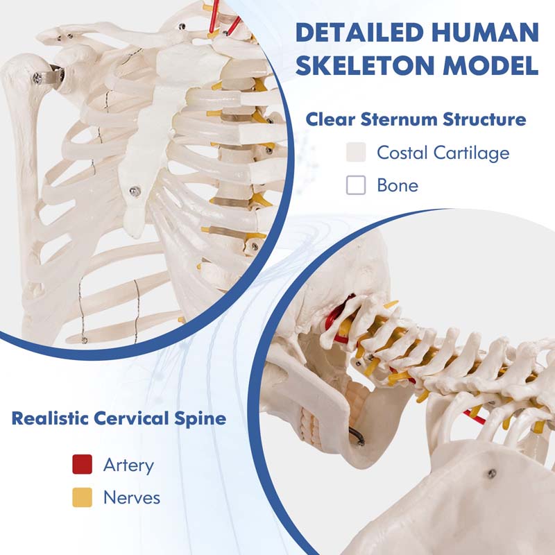 70.8 inch Life Size Human Skeleton Model for Anatomy