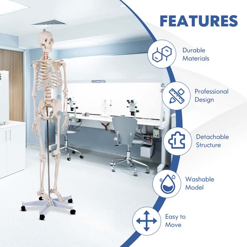 70.8 inch Life Size Human Skeleton Model for Anatomy