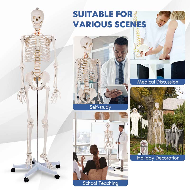 70.8 inch Life Size Human Skeleton Model for Anatomy