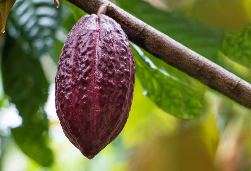 Cacao Pod Growing on Tree