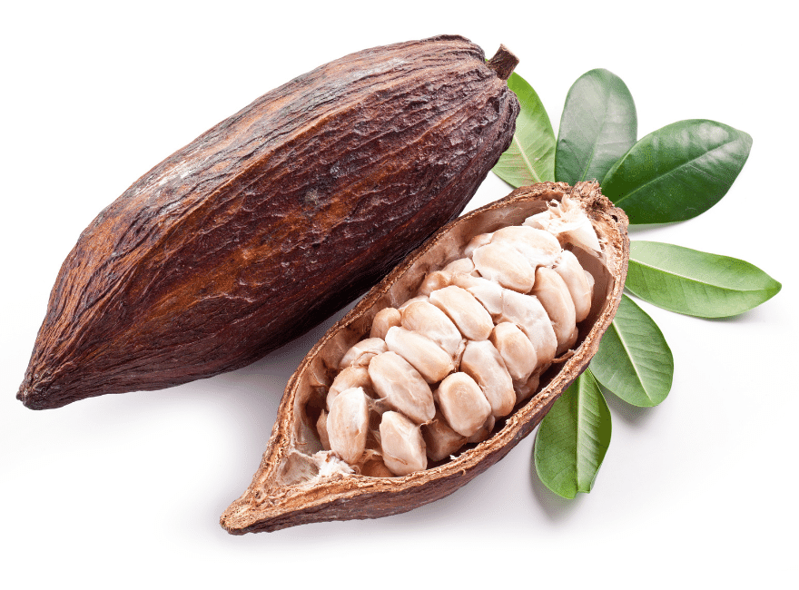 Interior of a Cocoa Seed
