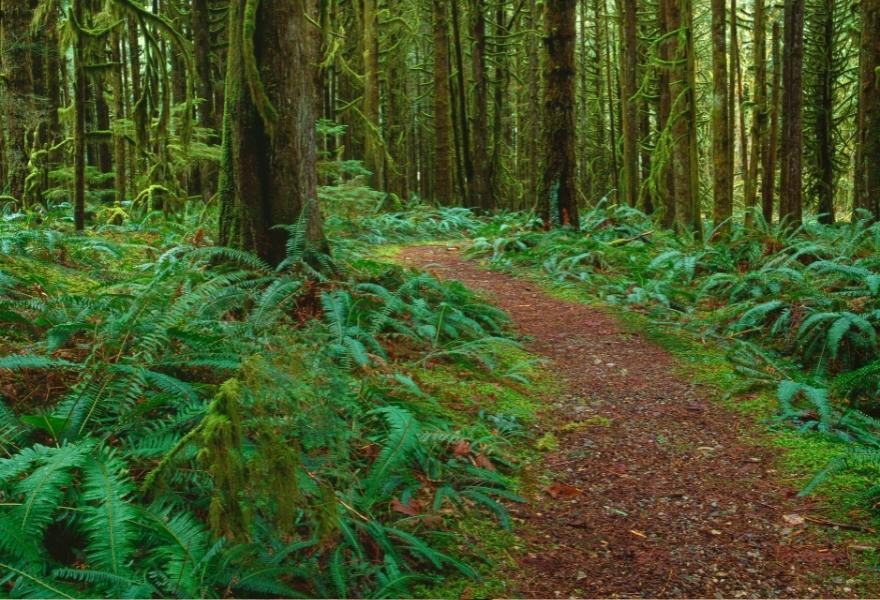 Hiking trail in the Pacific Northwest