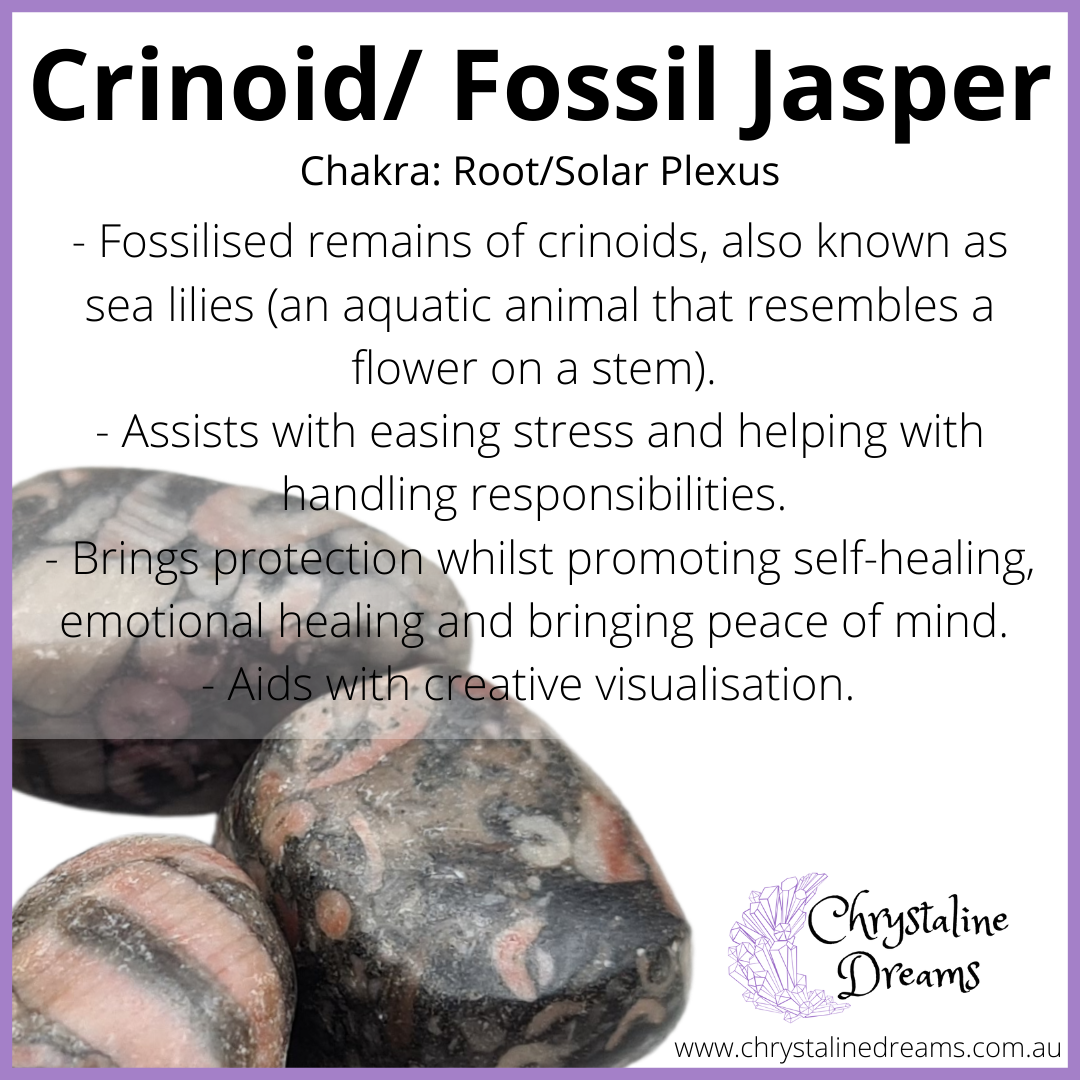 Crinoid/Fossil Jasper Metaphysical Properties and Meanings