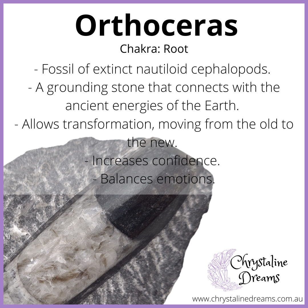Orthoceras Metaphysical Properties and Meanings