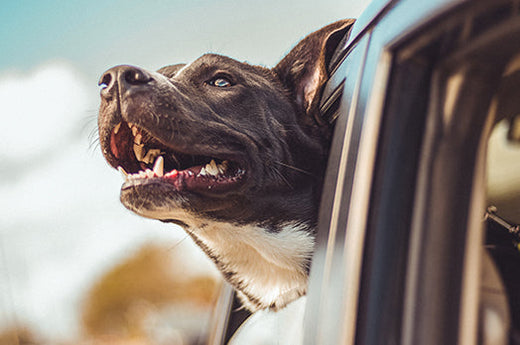 Dog enjoying car ride with head out window