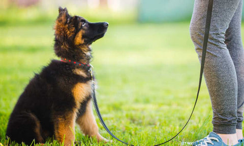 Sitting dog on leash