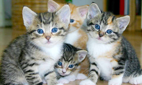 Four cute kittens