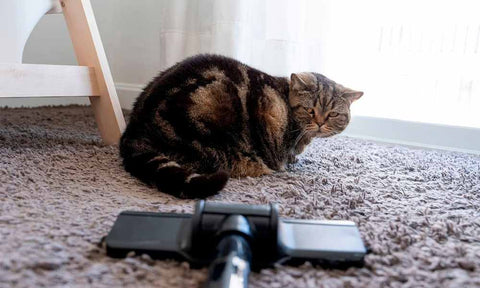 Curious cat observing approaching vacuum cleaner