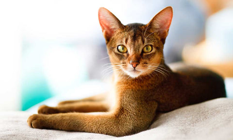 Abyssinian cat