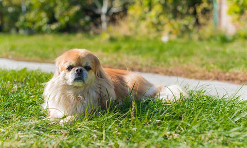 Pekingese