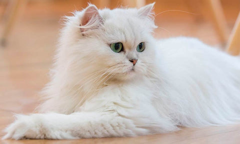 Persian cat