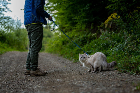 Cat walking on leash